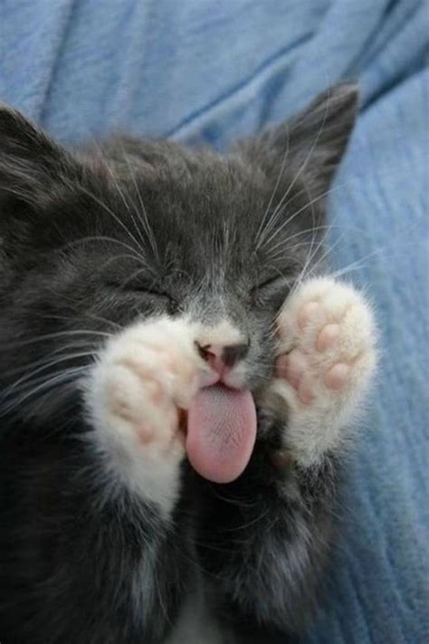 43 watchers11.9k page views141 deviations. Awkward Cats Sleeping Positions - 54 Cats Cute Sleeping Habits