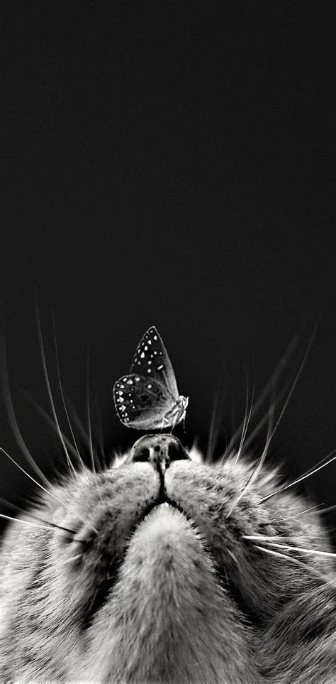 Cat And Butterfly Wallpaper By Abej666 7d Free On Zedge