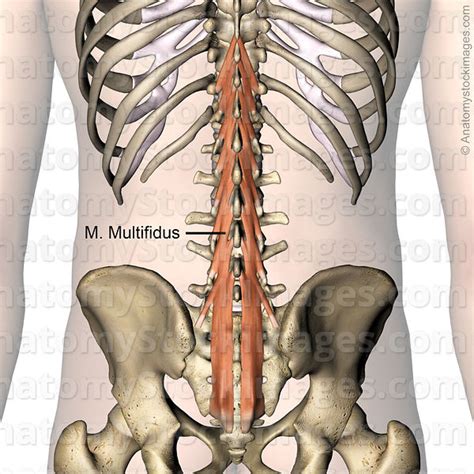 Anatomy Stock Images Spine Musculus Multifidus Muscle Mulitifidi Spinous Articular Transverse