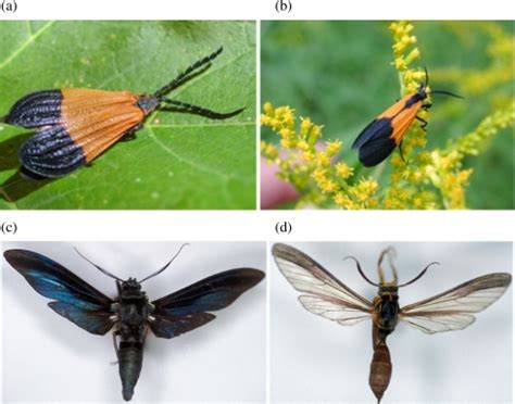 Müllerian mimicry, a shared coloration system in which all participant species are defended (1), is there are no empirical examples of mutualistic parity in müllerian mimicry; a-d Examples of Müllerian mimicry. a Shows an unpala | Open-i
