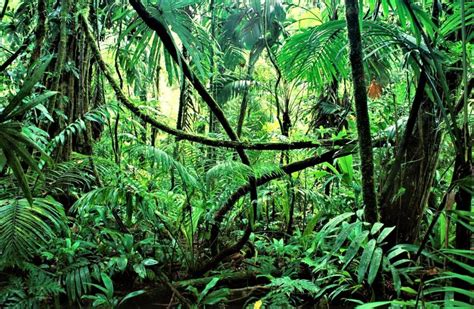 Selva Tropical Qu Es Caracter Sticas Fauna Flora Importancia