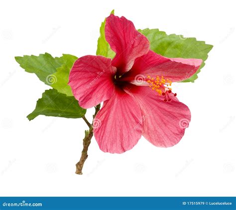 Flor Cor De Rosa Bonita Do Hibiscus Imagem De Stock Imagem De