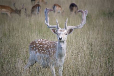 Fallow Deer With Palmate Antlers Stock Photo Image Of Beauty