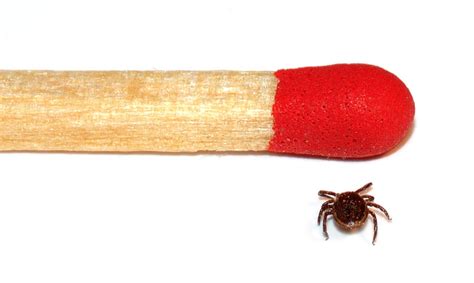 Het ziektebeeld van de ziekte van lyme is wisselend. Ziekte van Lyme | Dodelijk of besmettelijk? Diagnose ...