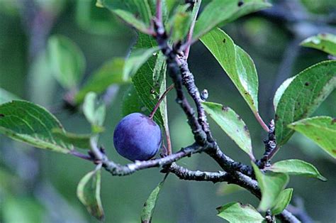 Here you may to know how to identify plum trees. identification - Need some help identifying a plum tree ...