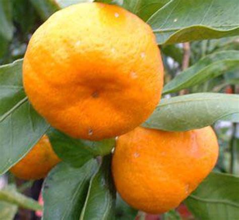 Satsuma Oranges, North Florida's Cold Weather Fruit | Living Well in the Panhandle
