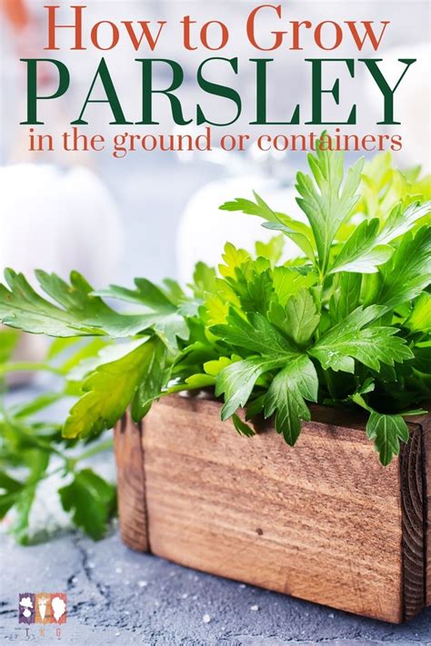 How To Grow Parsley Growing Parsley Growing Herbs Outdoors Vegetable Garden Diy