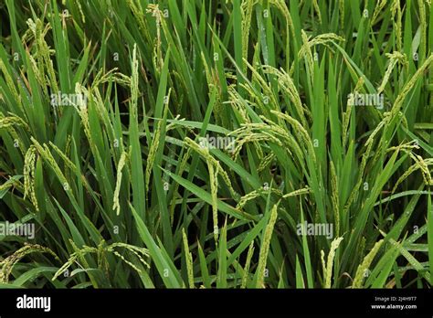 Close Up Of Rice Growing In A Paddy Field Agriculture In China Taiwan