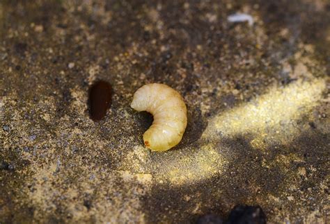 What Are Grubs How To Identify And Eliminate Them Insects Bug Me