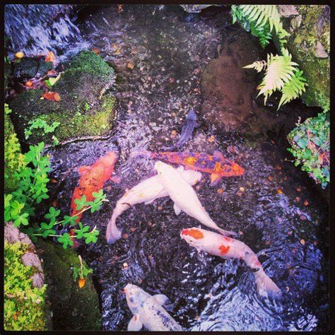 Koi Fish At Byodoin Temple Valley Of The Temples Oahu Favorite
