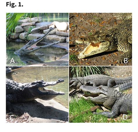 St Augustine Alligator Farm Zoological Park Why Do Crocodiles Sit