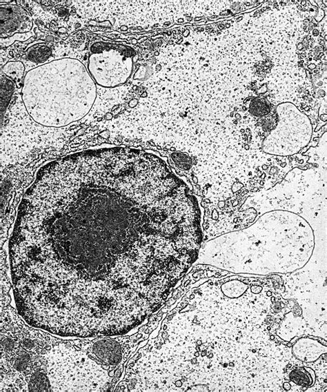 Cell Nucleus And Organelles Under The Electron Microscope Stock Photo
