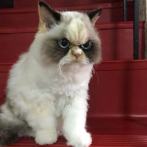 Meet The New Grumpy Cat That Looks Even Angrier Than Her Predecessor