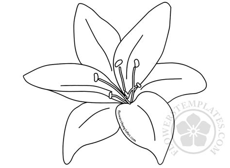Lily flower coloring page | Flowers Templates