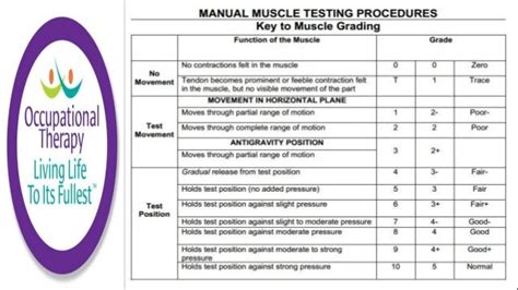 Occupational Therapy Manual Muscle Testing Grades Slide Share