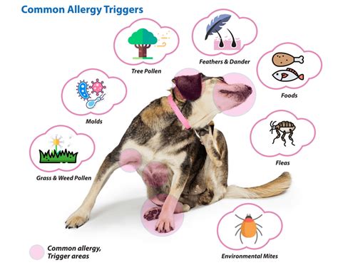 How To Take Care Of Dog Allergies If Your Dog Has Allergies There Are