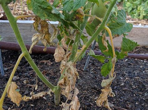 Fusarium Wilt Of Tomatoes Dummer ゛☀ Garden Manage Gfinger Es La