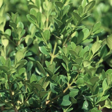 Check spelling or type a new query. 3 Gal. Wintergreen Boxwood-06173FL - The Home Depot