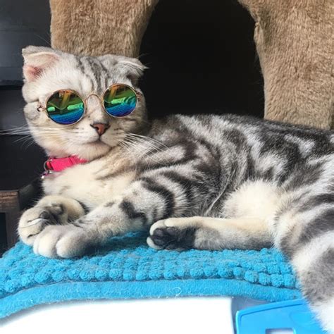 Fashion Cat Sunglass Funny Puppy Kitten Sun Glass Cats Grooming Cool