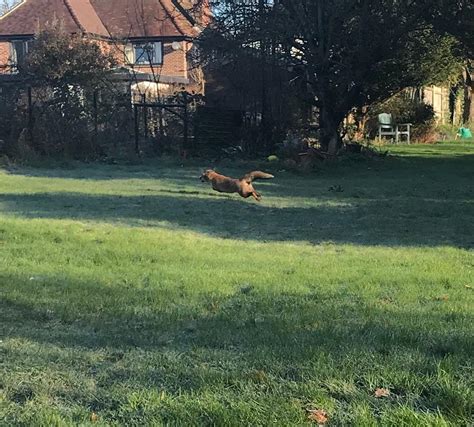 Fox With Watering Can On Head Prompts Rescue Operation Daily Echo