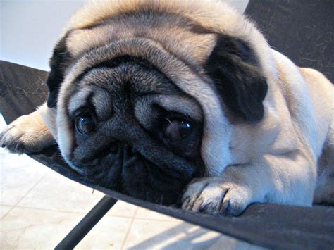 Filegadget The Pug Expressive Eyes Wikipedia