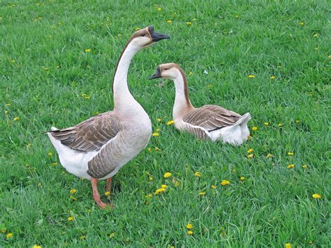 In addition to the similarities in their plumage colourations, both male and female take part in egg incubation and feeding the goslings; Chinese Gander And His Mate by Laurie With