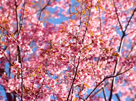 Sakura Tree Aesthetic Anime Cherry Blossom 1920 X 1200 Jpeg 333 кб