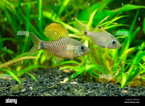Drape Fin Barb Oreichthys Crenuchoides Hi Res Stock Photography And