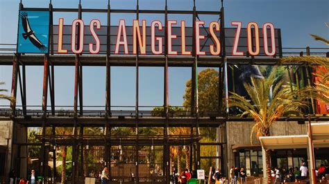 Check out the info on this page to see all the great things the la zoo has to offer. How the Los Angeles Zoo Protects Its Animals During ...