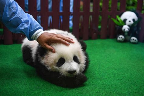 Malaysia Süßer Panda Nachwuchs Im Zoo Von Kuala Lumpur