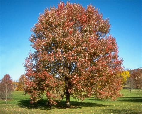 Acer Rubrum October Glory Red Maple 45 In Trees Siteone