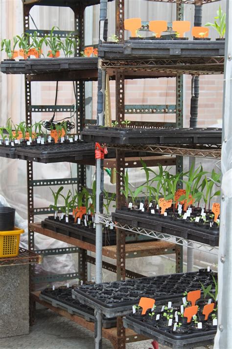 Rice husk charcoal for hydroponics. The effects of rice husk biochar and its silicon content ...