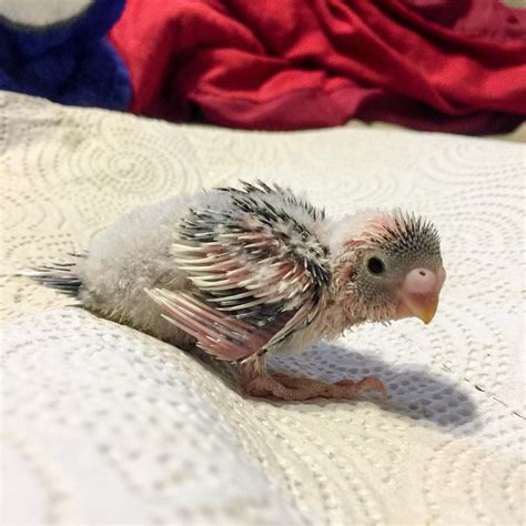 2 Week Old Baby Budgie Rbudgies