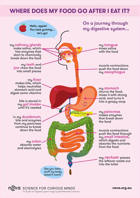 Digestive System Anatomy Human Digestive System Human Body Systems