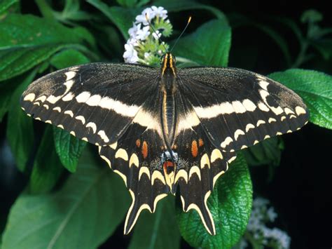 Key West The Newspaper Endangered Butterflies To Be Released In Key