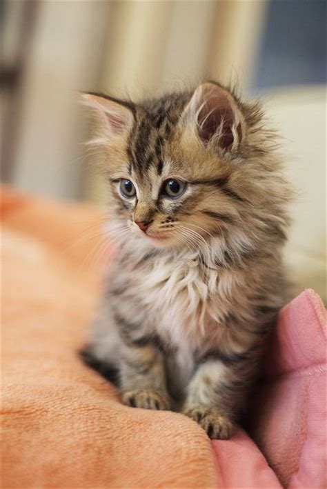 Explore 89 listings for tabby maine coon kittens for sale at best prices. 20+ Best Amazing Pictures Of Maine Coon Cat | FallinPets