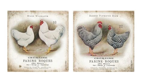 Vintage French Chicken and Rooster Pairs; French Country Decor; Two 12X12 Poster Prints ...