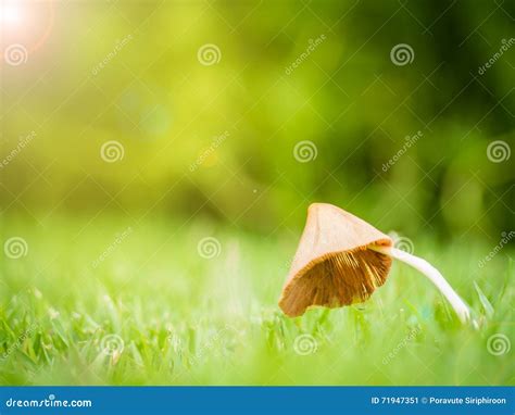 Little Mushroom With Dew On The Morning Stock Image Image Of Growing