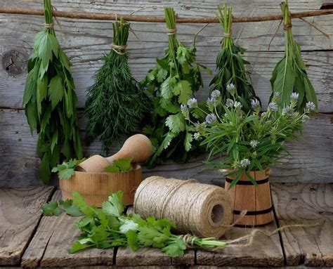 Different Types Of Medicinal Plants For Healthy Living 99 Health Ideas