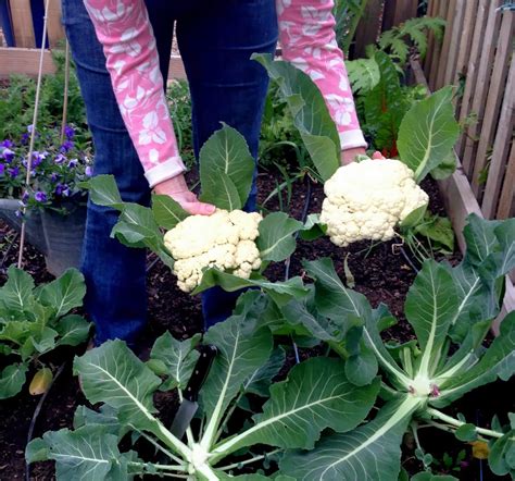 Cauliflower Harvest And How To Get Your Kids To Love It