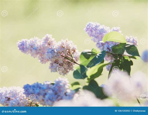 Blooming Pink Lilac Bush At Spring Time With Sunlight Blossoming Pink