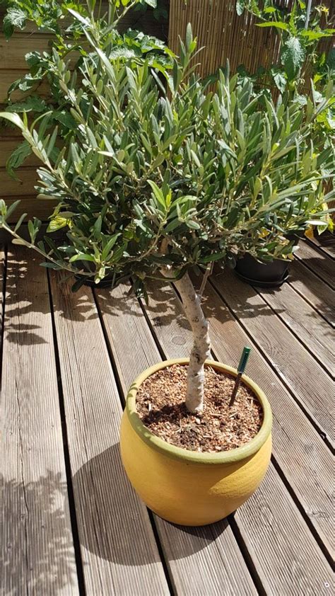 Achten sie unbedingt auf einen möglichst sonnigen standort auch im winter. Olivenbaum im Topf | Olivenbaum, Olivenbäumchen, Bepflanzung