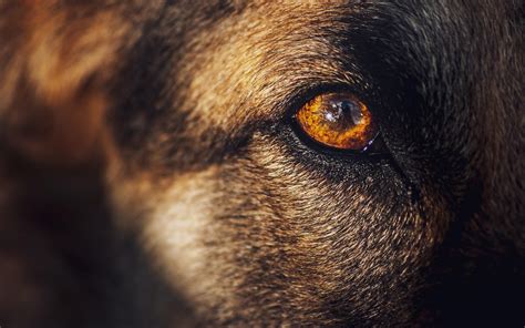 Corneal Changes In Dogs Causes And Treatment Options Firstvet