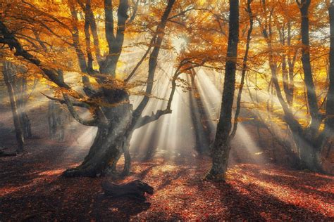 Forest In Fog With Suns Rays Hello Autumn Warmness Autumn Forest