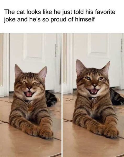 32 Funny Cat Pictures You Can Definitely Relate To