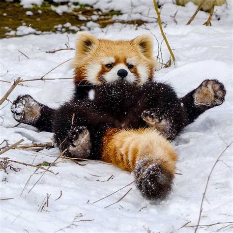 Picpublic On Twitter Cute Animals Red Panda Cute Cute Baby Animals