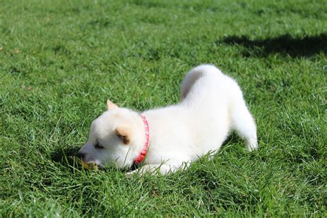 Hokkaido Puppies Week 6 — Toboetsuki