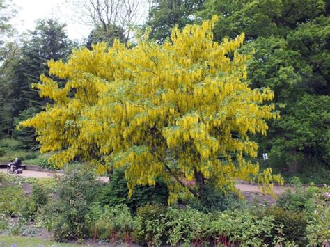 Laburnum Tree In Full Bloom Picture Of Rhs Garden Harlow Carr