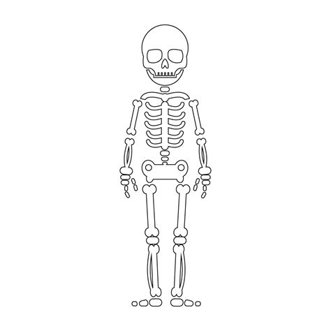 How To Draw A Skeleton Printable Step By Step Drawing