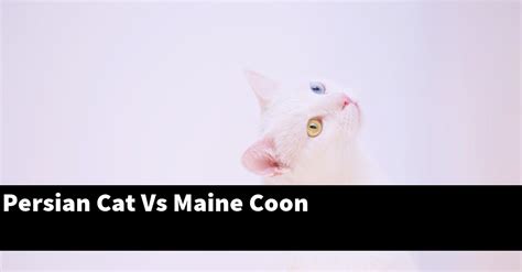 Persian Cat Vs Maine Coon Explained